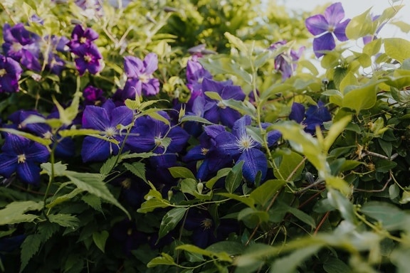Wildblumen, Unkraut, Clematis, violett, Blumen, Blume, Flora, Kraut, Anlage, blühen