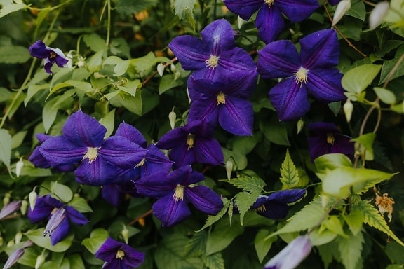 púrpura, Clematis, flor, hoja, viola, planta, flora, hierba, naturaleza, jardín