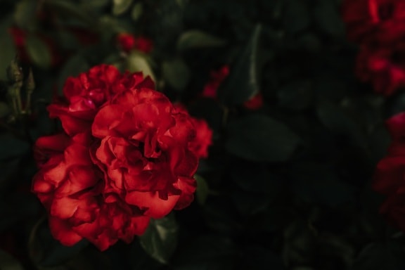 kegelapan, merah tua, mawar, bayangan, mekar, kelopak, tanaman, naik, bunga, mekar