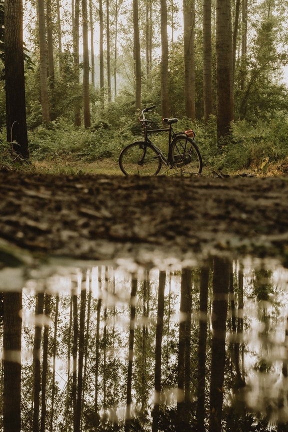 reflektion, dammen, lera, skogsstig, cykel, trä, skogen, landskap, träd, naturen