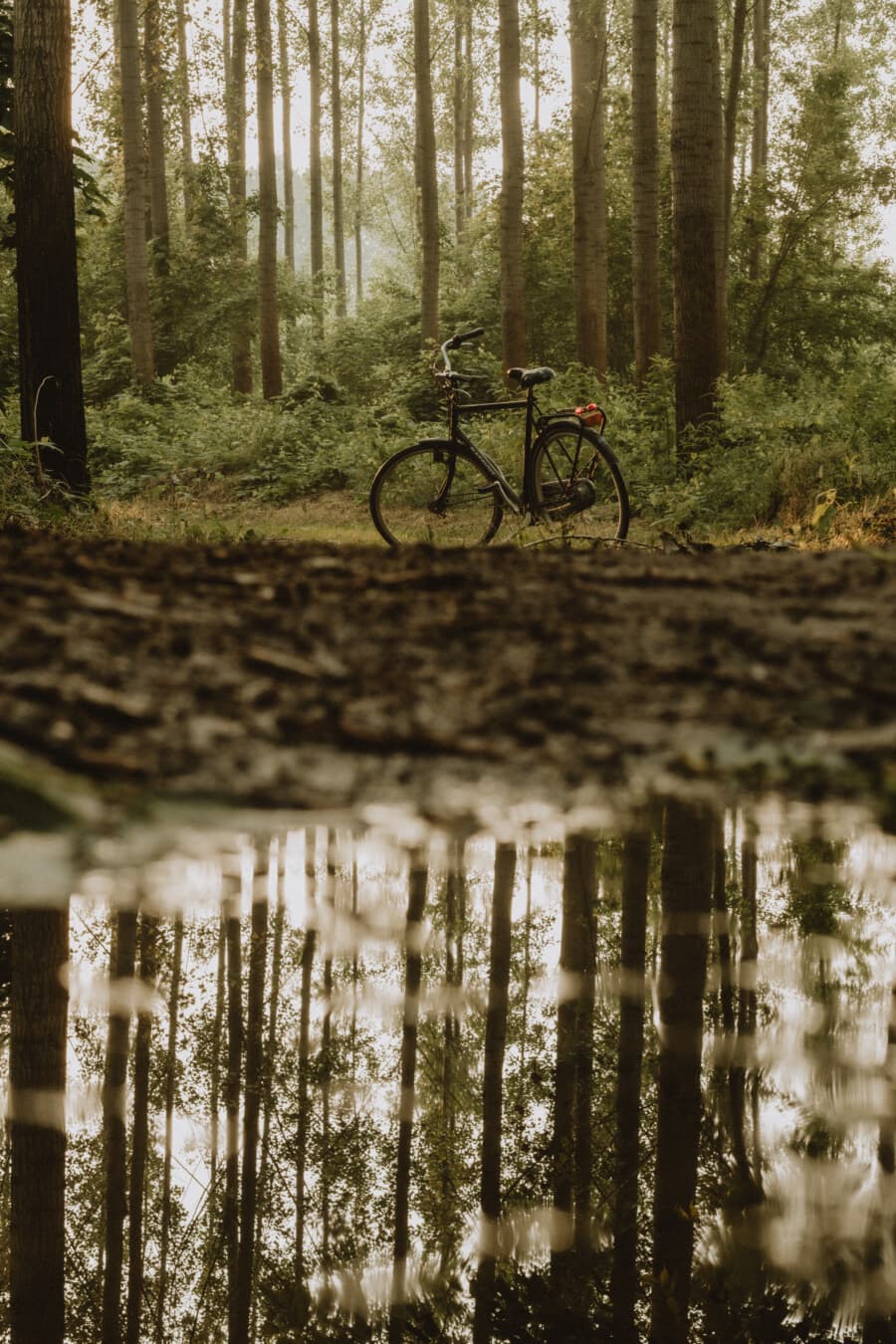 reflection, pond, mud, forest trail, bicycle, wood, forest, landscape, tree, nature