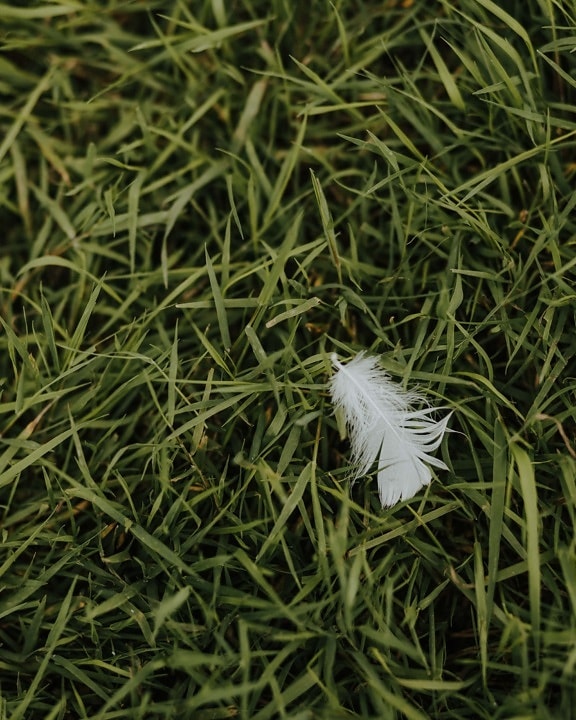 close-up, grass plants, white, feather, grass, nature, leaf, outdoors, flora, upclose