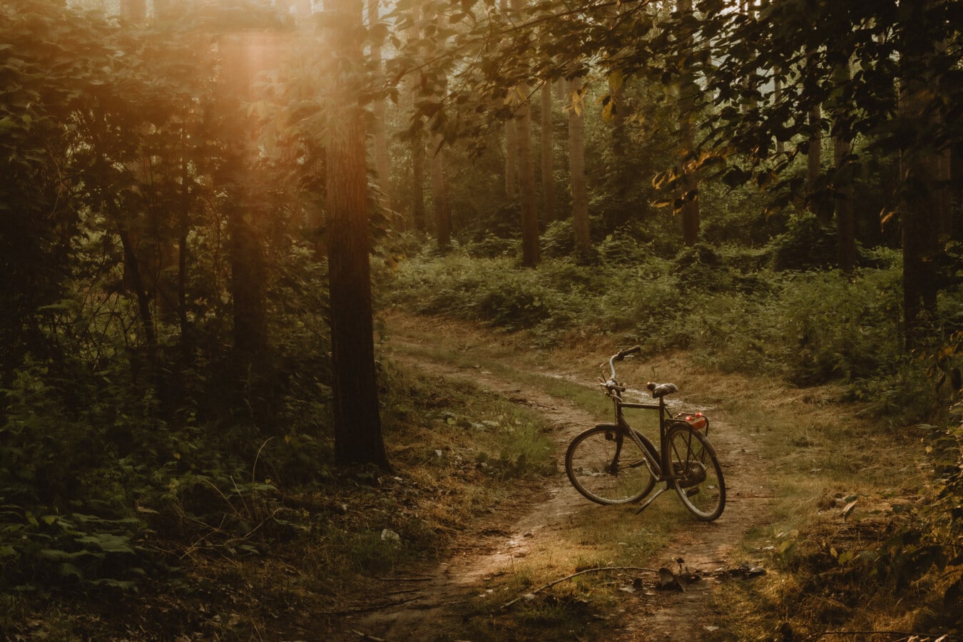 forest road, backlight, sunset, road, bicycle, wood, tree, landscape, light, trail