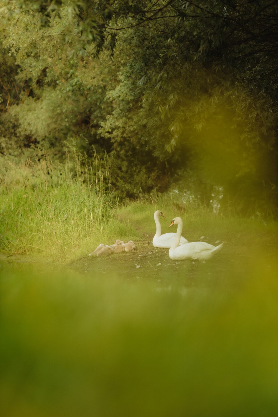 birds, swan, bird family, riverbank, spring time, nature, water, outdoors, bird, grass