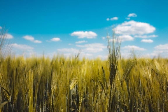 wheatfield, 밀, 위엄 있는, 풍경, 농업, 시리얼, 농지, 빨 대, 수확, 농촌