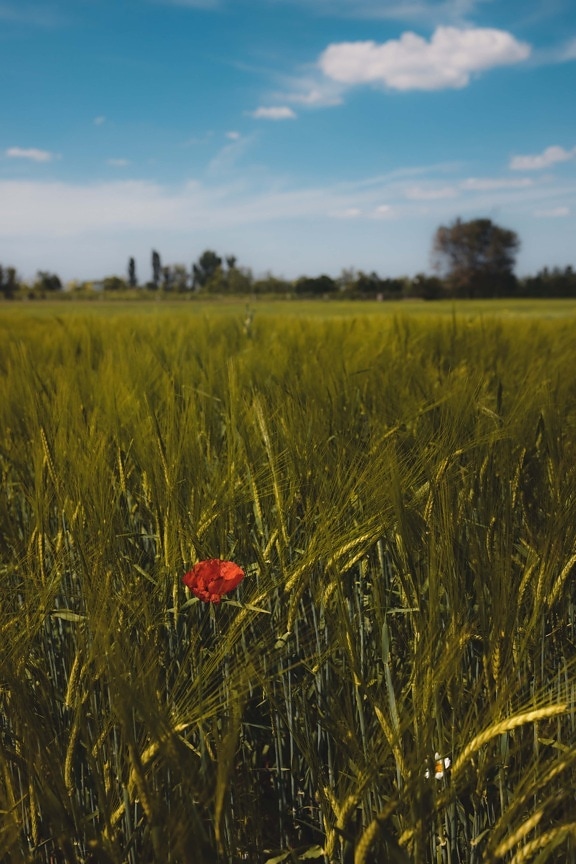 wheatfield, poppy, cereal, agriculture, rural, wheat, field, meadow, landscape, nature