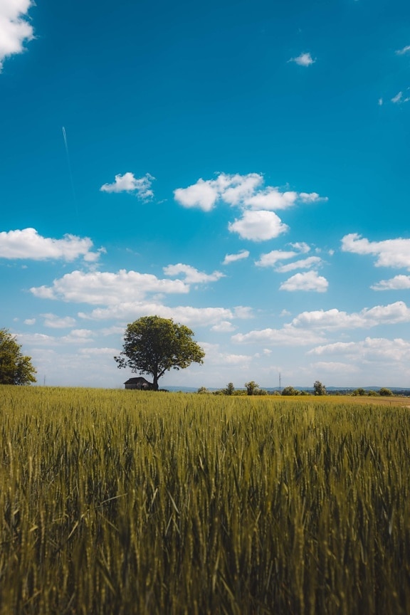wheatfield, single, tree, flat, field, agriculture, rural, cereal, cloud, farm