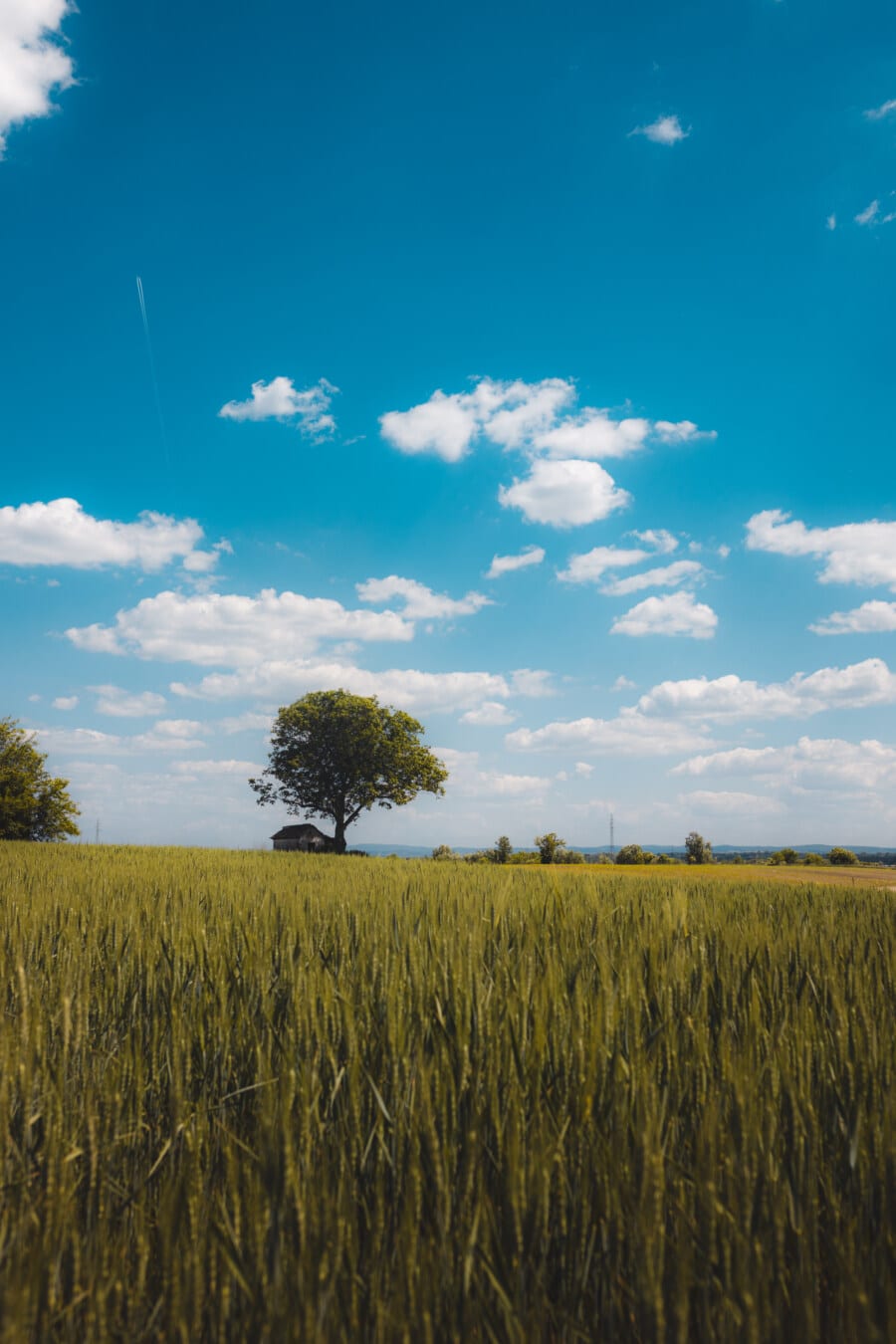 wheatfield, single, tree, flat, field, agriculture, rural, cereal, cloud, farm