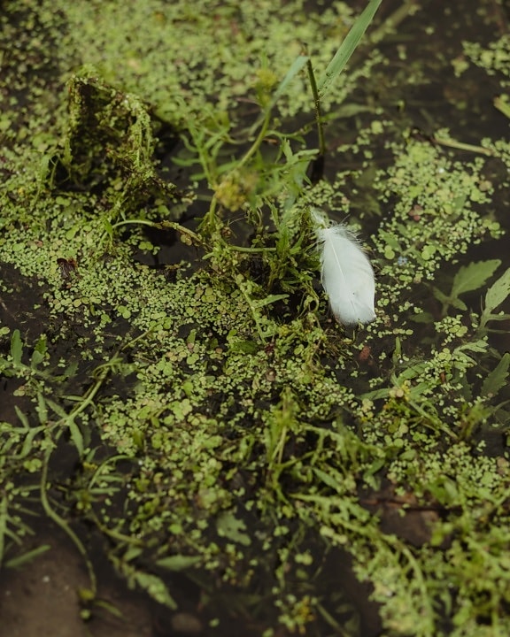 herb, aquatic plant, swamp, white, feather, nature, outdoors, wood, moss, water