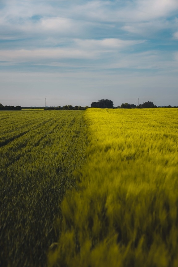 wheatfield, обикновен, поле, селско стопанство, селски, семе, пейзаж, пшеница, зърнени култури, изрязване