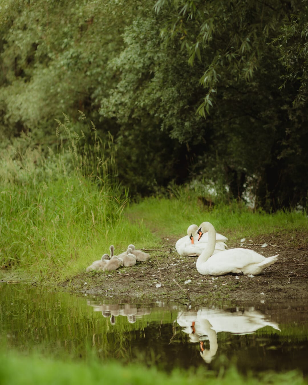 riverbank, birds, swan, bird family, young, youngster, water, lake, waterfowl, nature