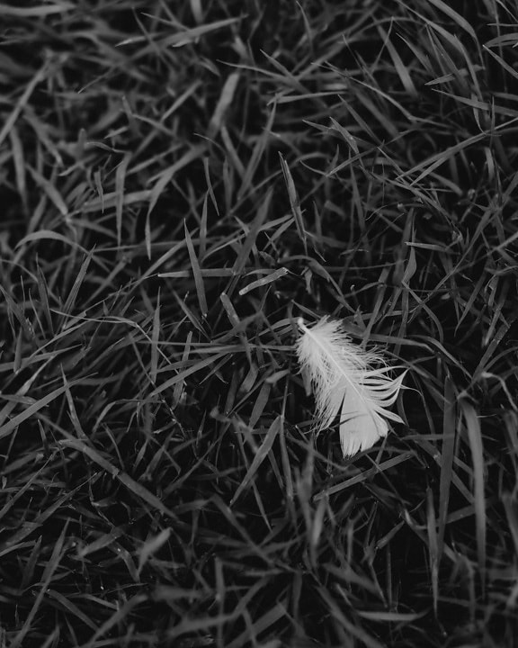 monochrome, white, feather, grass, plant, dark, leaf, outdoors, upclose, black and white