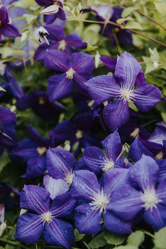 purple, flowers, clematis, branches, close-up, pistil, leaf, flower, herb, plant