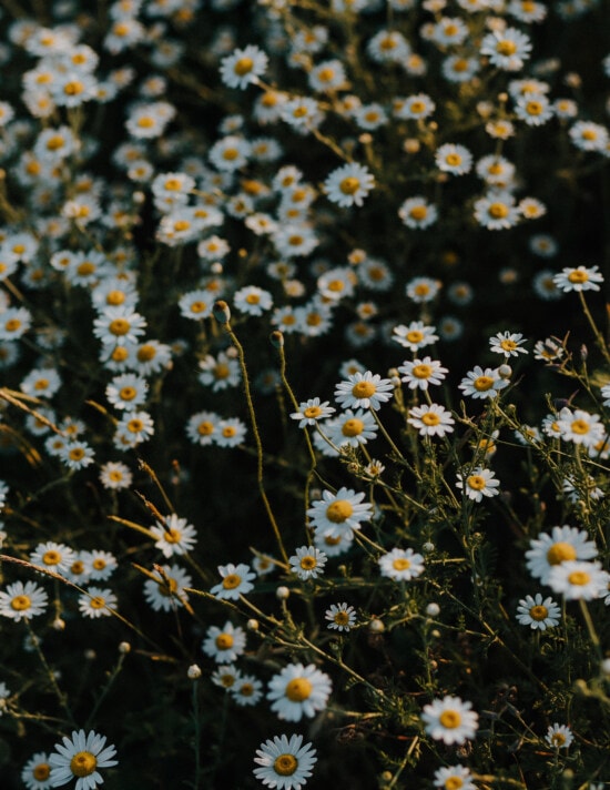 Matricaria chamomilla, chamomile, meadow, wildflower, herb, aromatic, flower, spring, nature