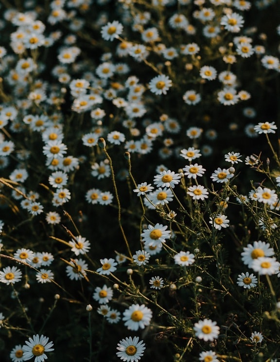Matricaria chamomilla, カモミール, 草原, 野生の花, ハーブ, 芳香族, 花, 春, 自然
