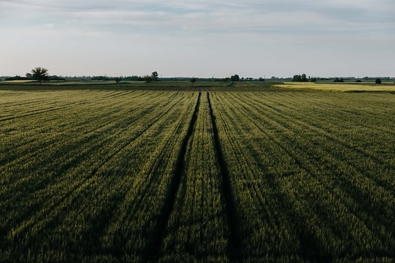 pole, Zelená, pšeničné polia, pozemok, ploché, vidieka, poľnohospodárstvo, Príroda, pšenica, poľnohospodárska pôda