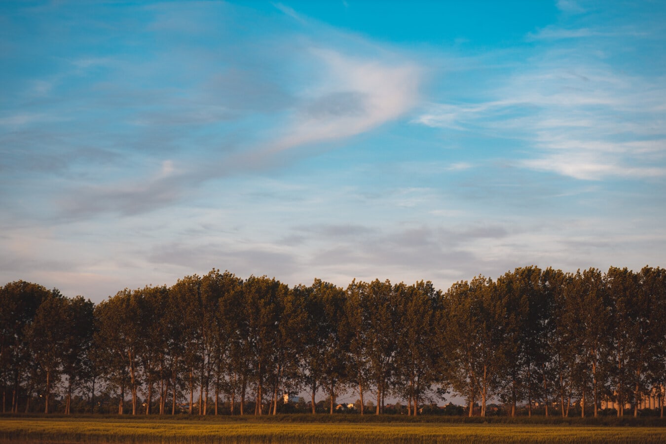blue sky, above, wheatfield, forest, nature, tree, atmosphere, landscape, dawn, wood