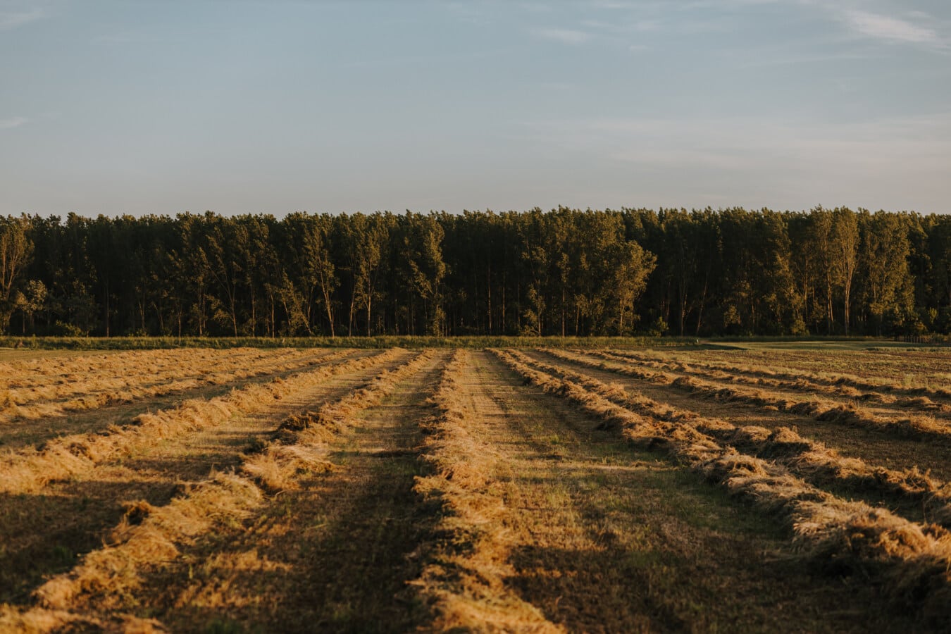 hay field, haying, haystack, farming, agriculture, farmland, land, flat, summer season, field