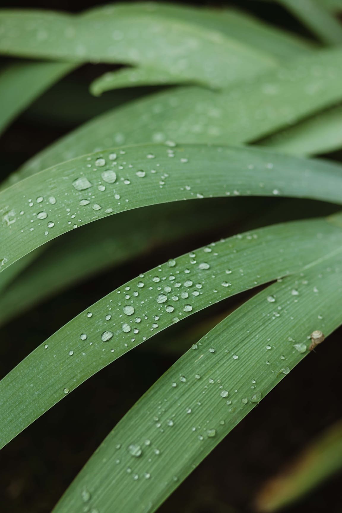 Free picture: waterdrops, dew, green leaves, chlorophyll, leaf, herb ...