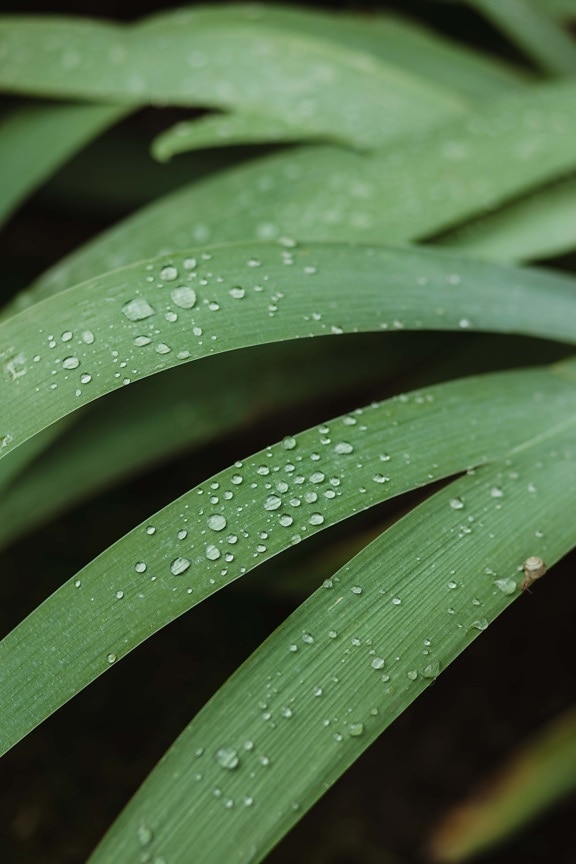 капки вода, роса, зелени листа, хлорофил, листа, билка, дъжд, влага, дъждовна капка, природата