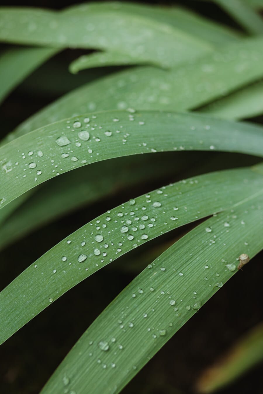 waterdrops, dew, green leaves, chlorophyll, leaf, herb, rain, moisture, raindrop, nature
