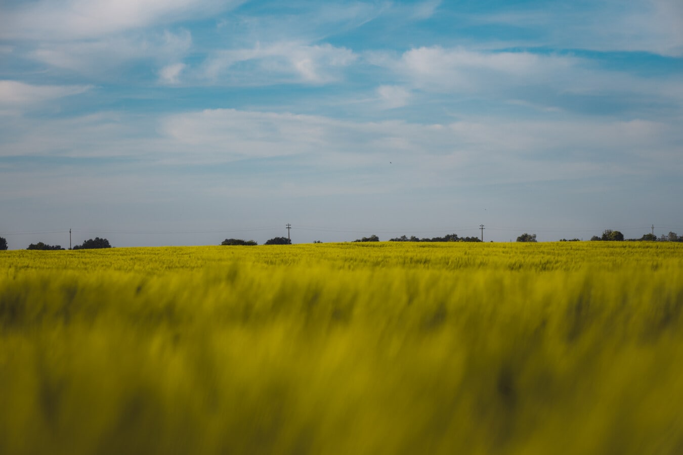 barley, agriculture, flat, landscape, field, rural, nature, fair weather, farmland, cereal