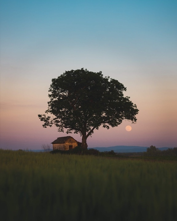 full moon, above, barn, farm, wheat, farmhouse, wheatfield, farmland, landscape, tree