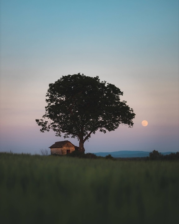 full moon, dusk, wheatfield, farmland, tree, single, oak, landscape, barn, structure