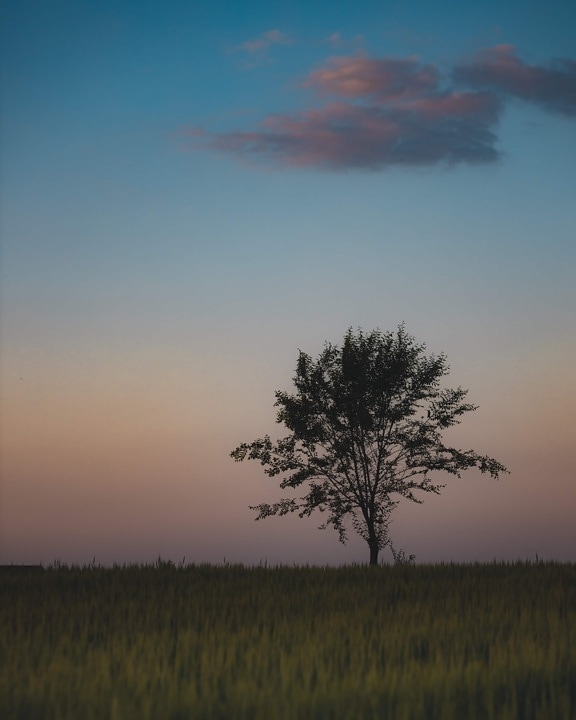 tree, lonely, acacia, evening, wheatfield, dusk, atmosphere, landscape, dawn, sunset