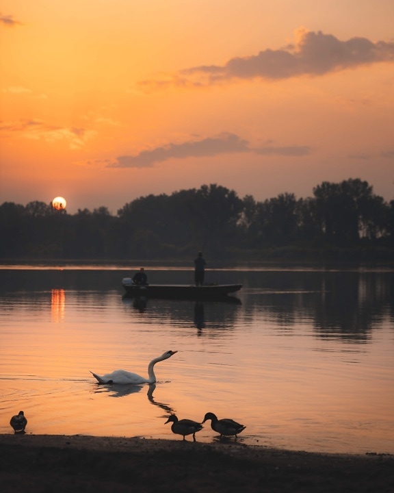 pescador, barco de pesca, noche, cisne, aves, junto al lago, lago, Costa, agua, amanecer