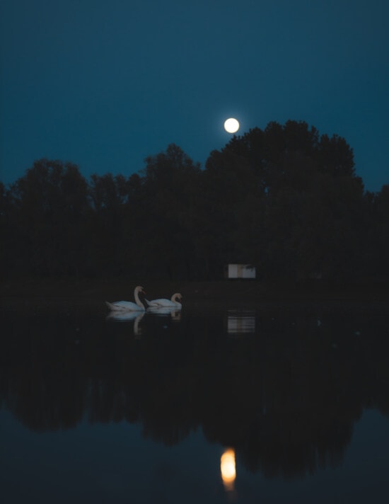 pleine lune, clair de lune, cygne, piscine, paysage lunaire, au bord du lac, nuit, Lune, lac, eau