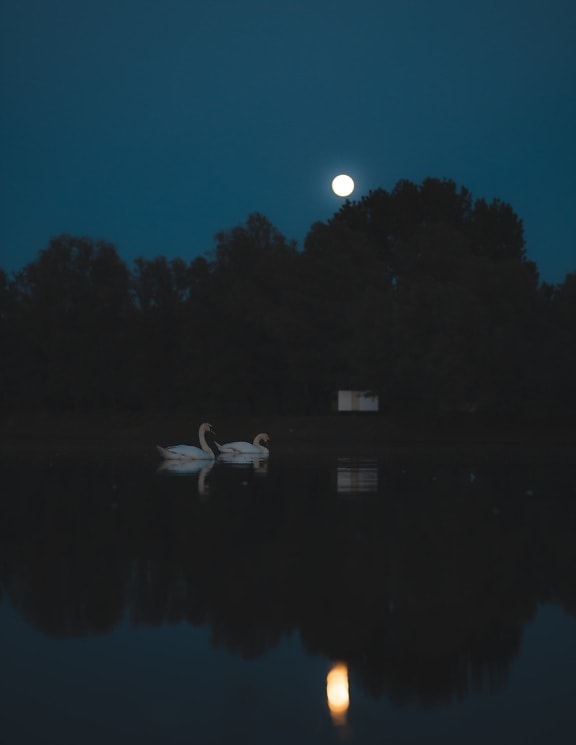 full moon, moonlight, swan, swimming, moonscape, lakeside, night, moon, lake, water