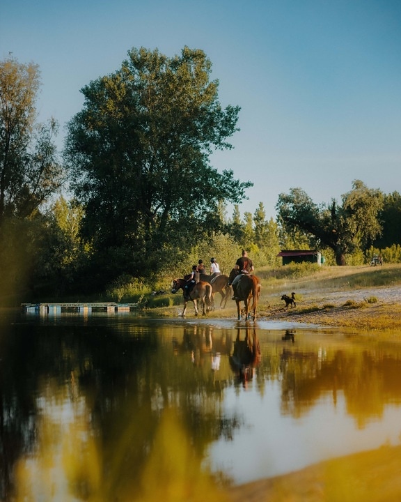 hester, innsjøen, rekreasjon, rytter, landskapet, vann, treet, innsjø, utendørs, natur