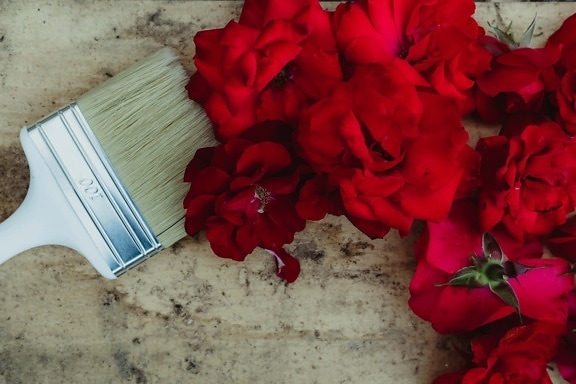 brush, hand tool, flowers, roses, dark red, petals, plant, petal, decoration, still life