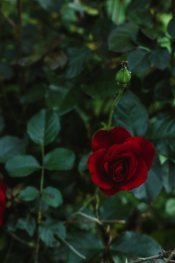 ciemny czerwony, Róża, Ciemny zielony, płatek, krzew, liść, róże, natura, roślina, pączek