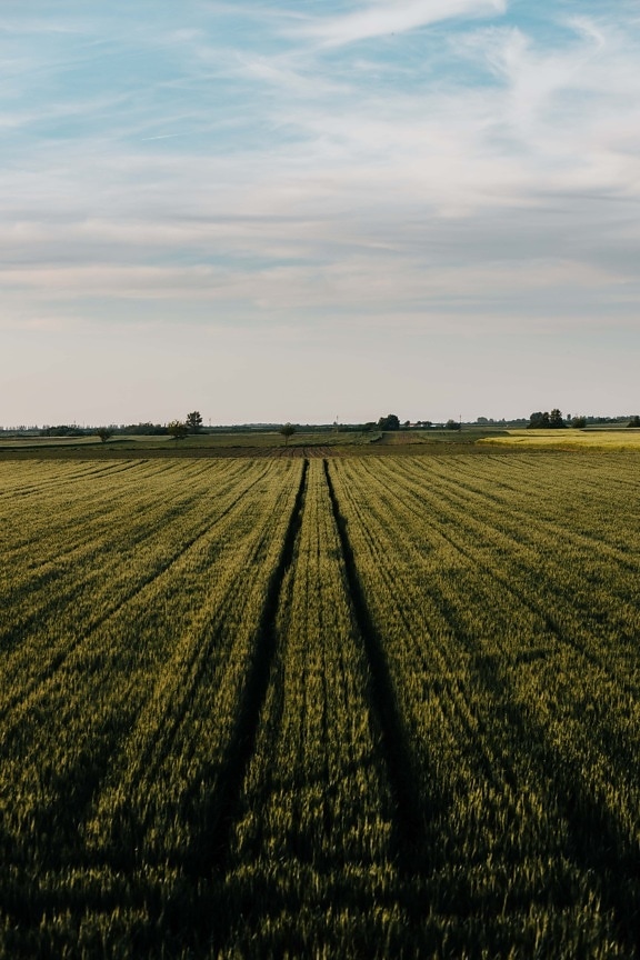 flat field, agriculture, farmland, field, barley, landscape, cereal, rural, nature, countryside