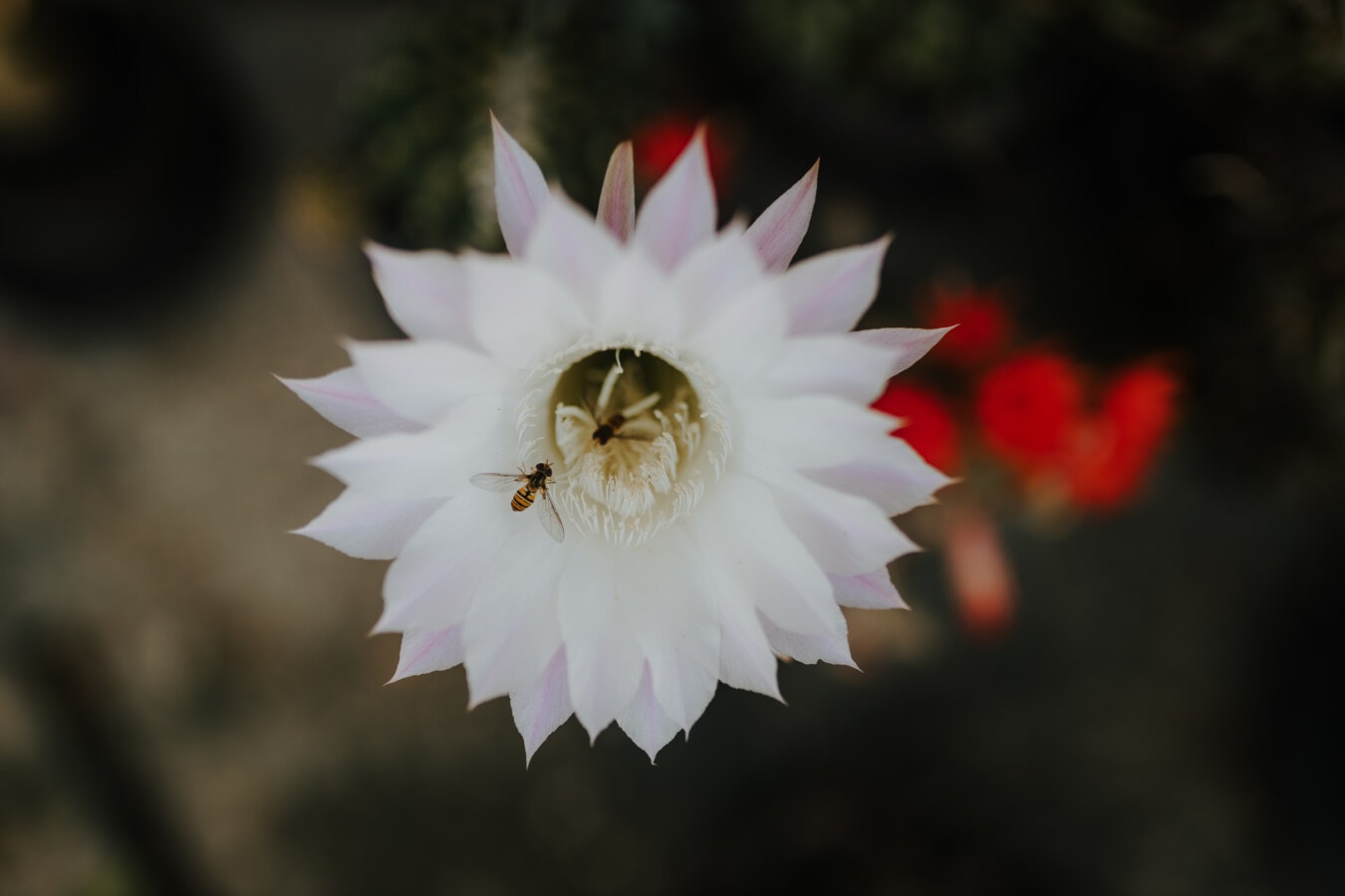 honeybee, pollination, white flower, cactus, exotic, petal, bloom, blossom, flora, garden