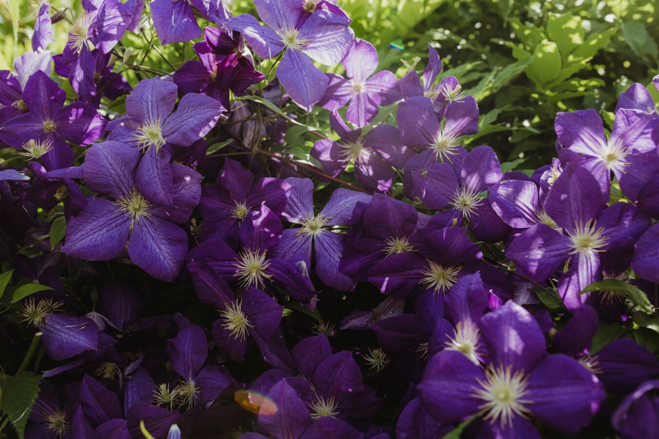 flowers, clematis, purple, shrub, garden, herb, summer, flower, leaf, flora
