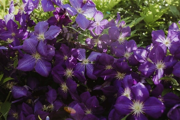 花, 莲, 紫色, 灌木, 花园, 中药, 夏天, 花, 叶, 植物区系