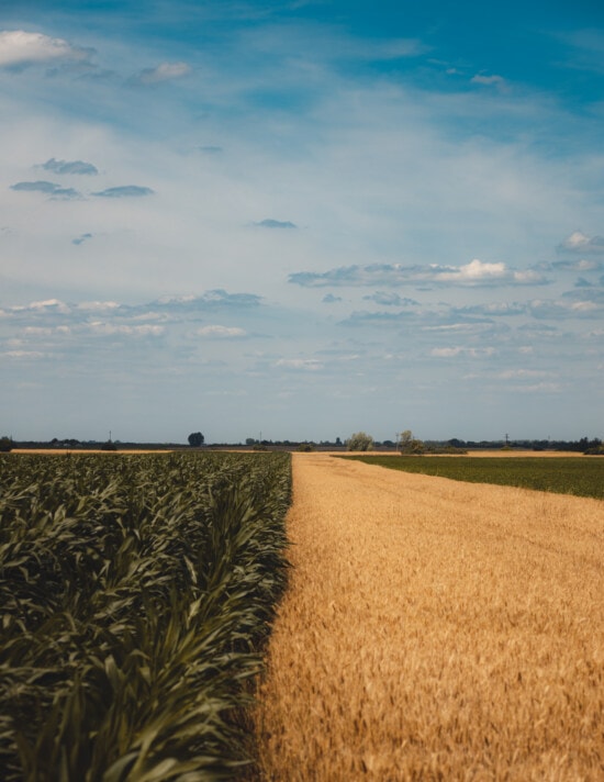 campo piatto, campo di grano, mais, campo di mais, orizzontale, campo, fieno, agricoltura, cereali, rurale