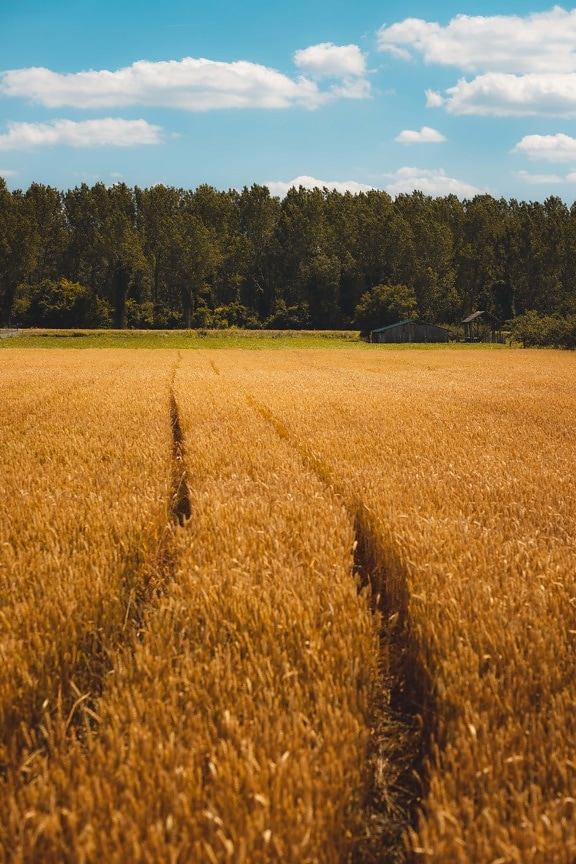 letní sezona, pšeničné pole, rovné pole, farma, pšenice, obilnina, krajina, pole, venkova, louka