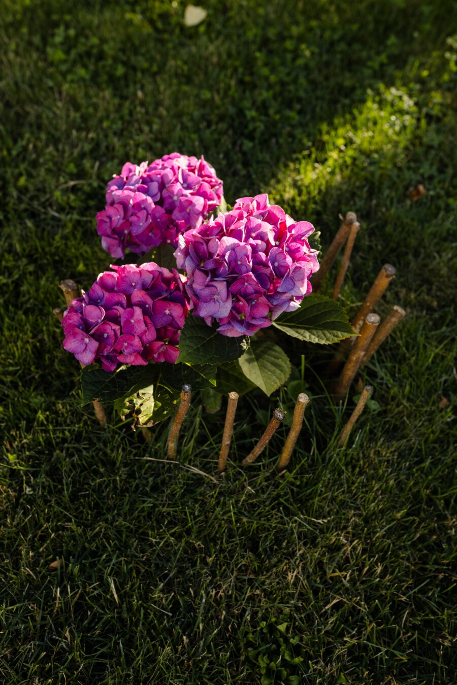 hydrangea, flowers, pink, flower garden, lawn, flora, plant, garden, bouquet, grass