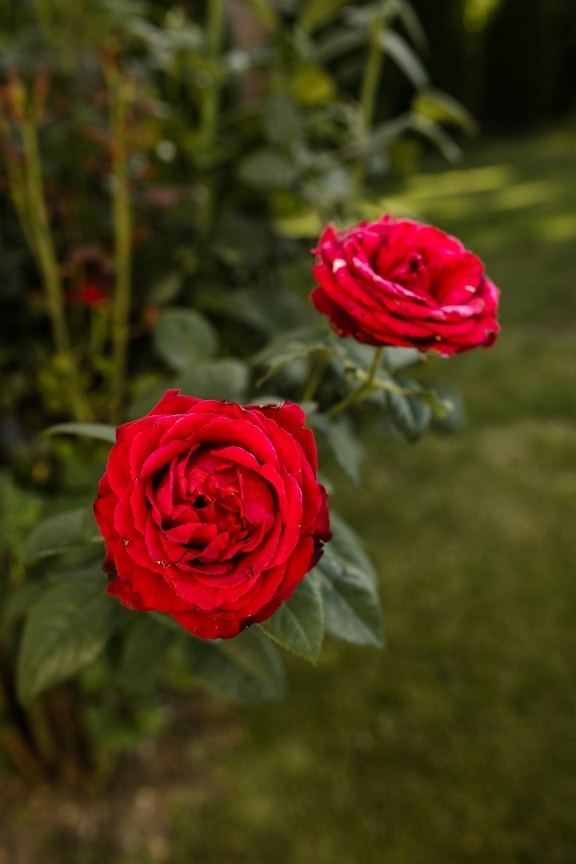 Rose, bei fiori, giardino di fiore, arbusto, natura, petalo, rosa, fiore, foglia, giardino