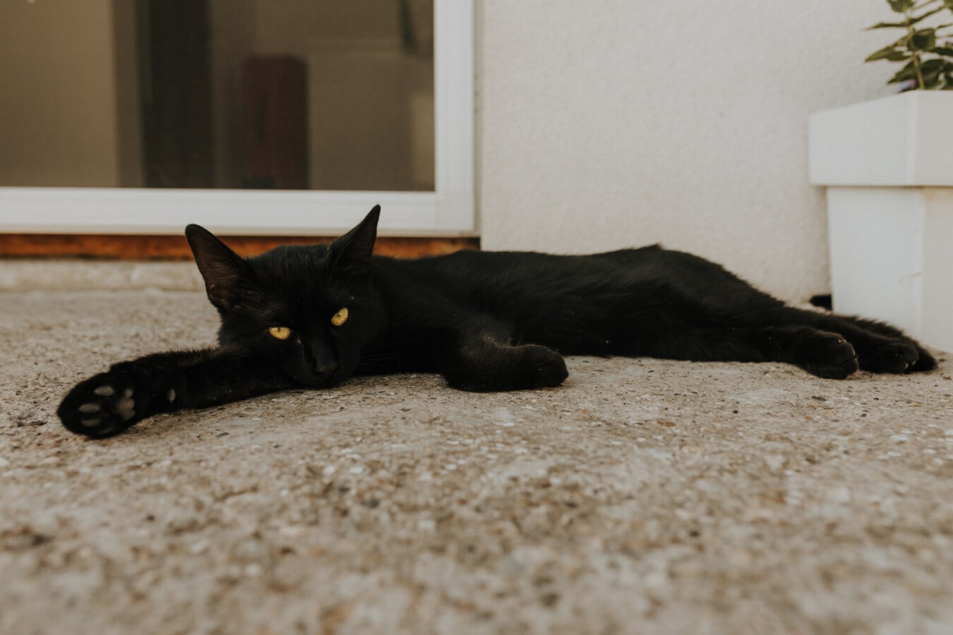 черно, домашна котка, котка, полагане, котешки, око, коте, домашен любимец, писенце, кожа