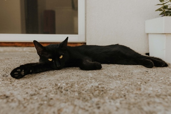negro, gato doméstico, gato, acostada, felino, ojo, gatito, mascota, Kitty, piel