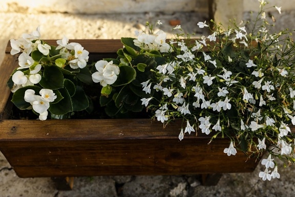 wooden, flowerpot, handmade, white flower, flora, plant, flowers, flower, nature, garden