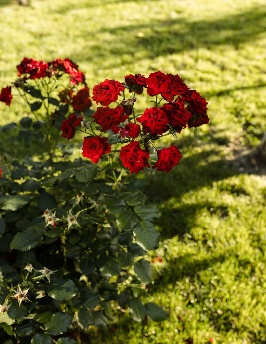 dark red, roses, flower garden, lawn, horticulture, shrub, garden, nature, flora, rose