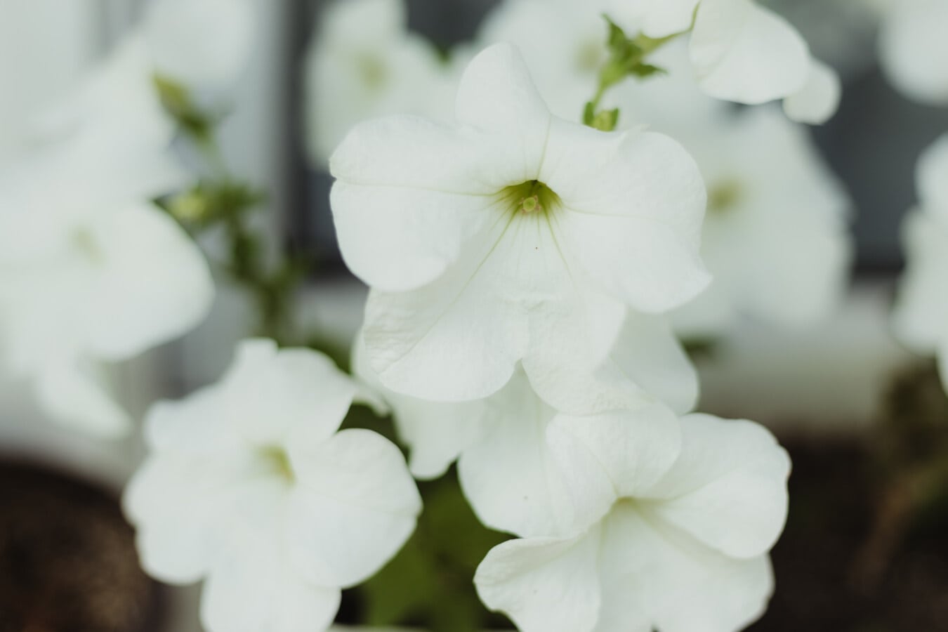 ต้นเพทูเนีย, ดอกไม้สีขาว, ใกล้ชิด, ความบริสุทธิ์, กลีบ, ดอก, โรงงาน, ดอกไม้, ดอกไม้, ธรรมชาติ