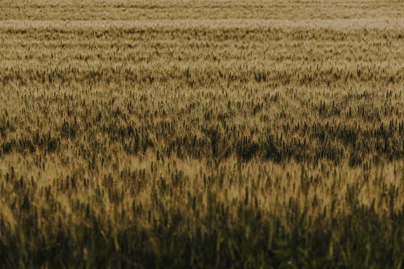 barley, flat field, plantation, growing, cereal, summer season, agriculture, landscape, field, rural