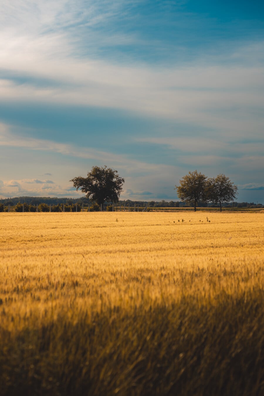 wheatfield, flat field, agriculture, landscape, wheat, rural, cereal, field, countryside, nature